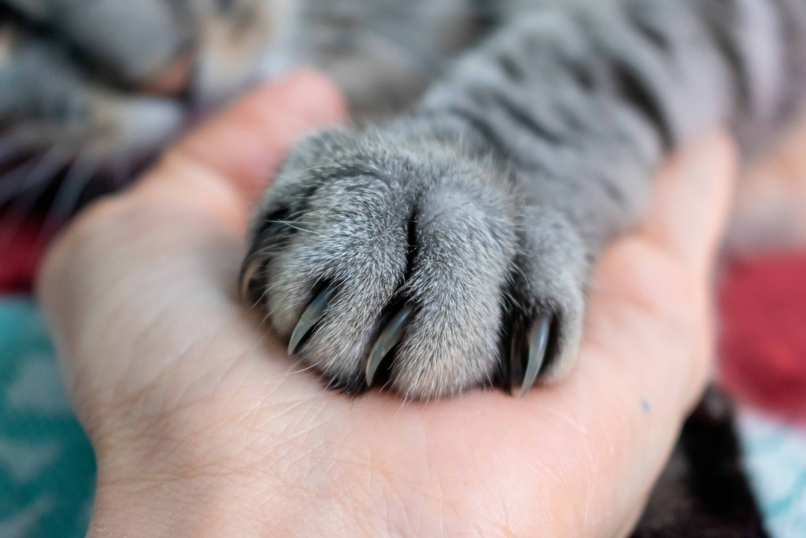 Pfote halten um die Krallen der Katze zu schneiden