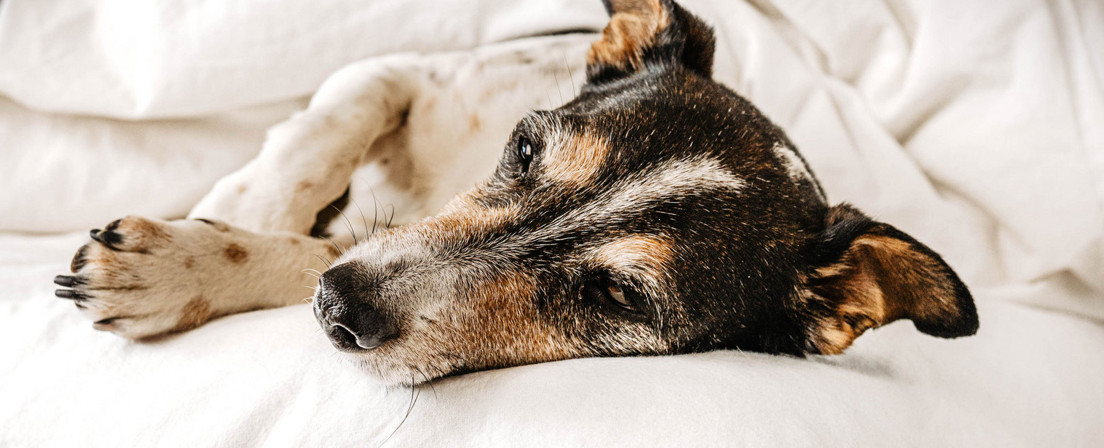 Hunde schlafen dauernd wie viel Schlaf braucht ein Hund?