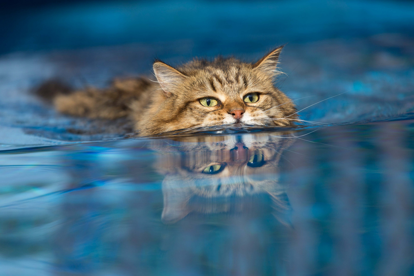 Schwimmende Katze