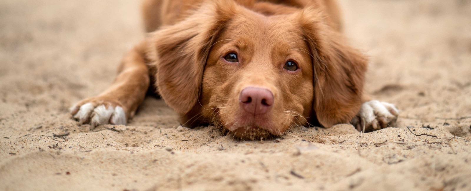 Dürfen Hunde Kohlrabi essen was sollten Sie beachten?