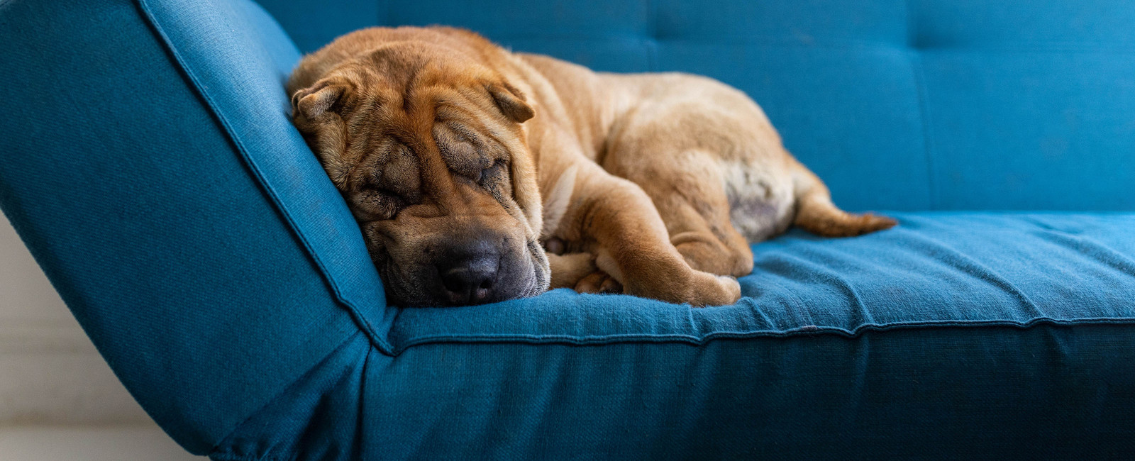 Demenz bei Hunden