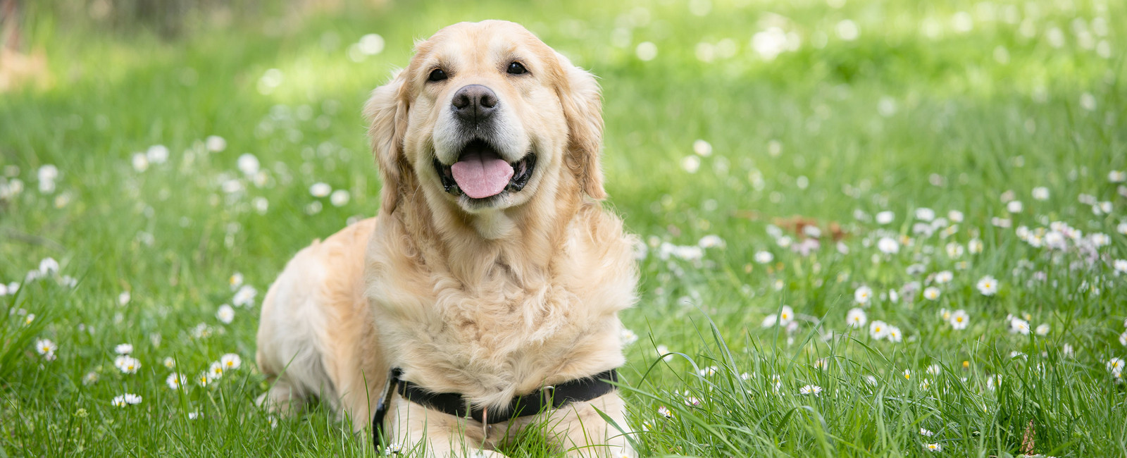 Warum fressen Hunde Gras? Hätten Sie’s gewusst?