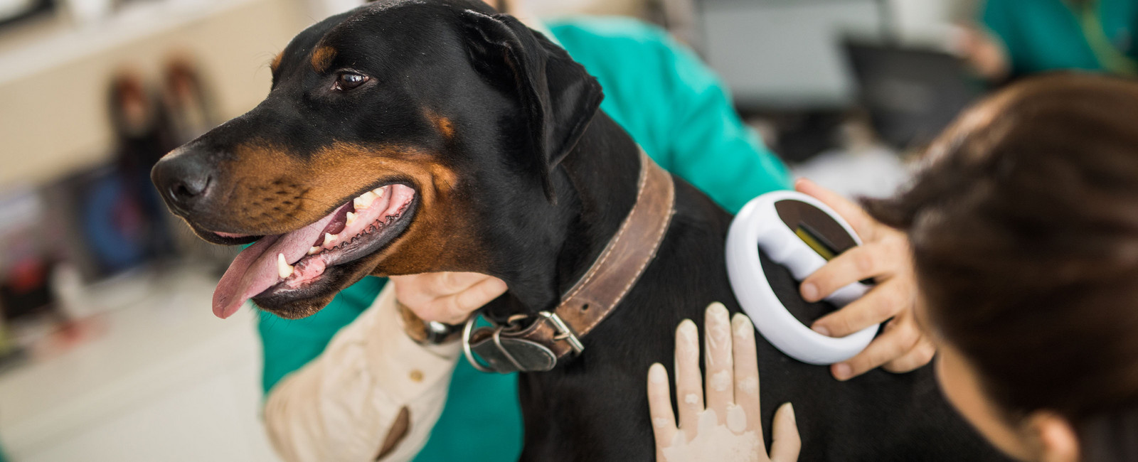 Hund chippen beim Tierarzt