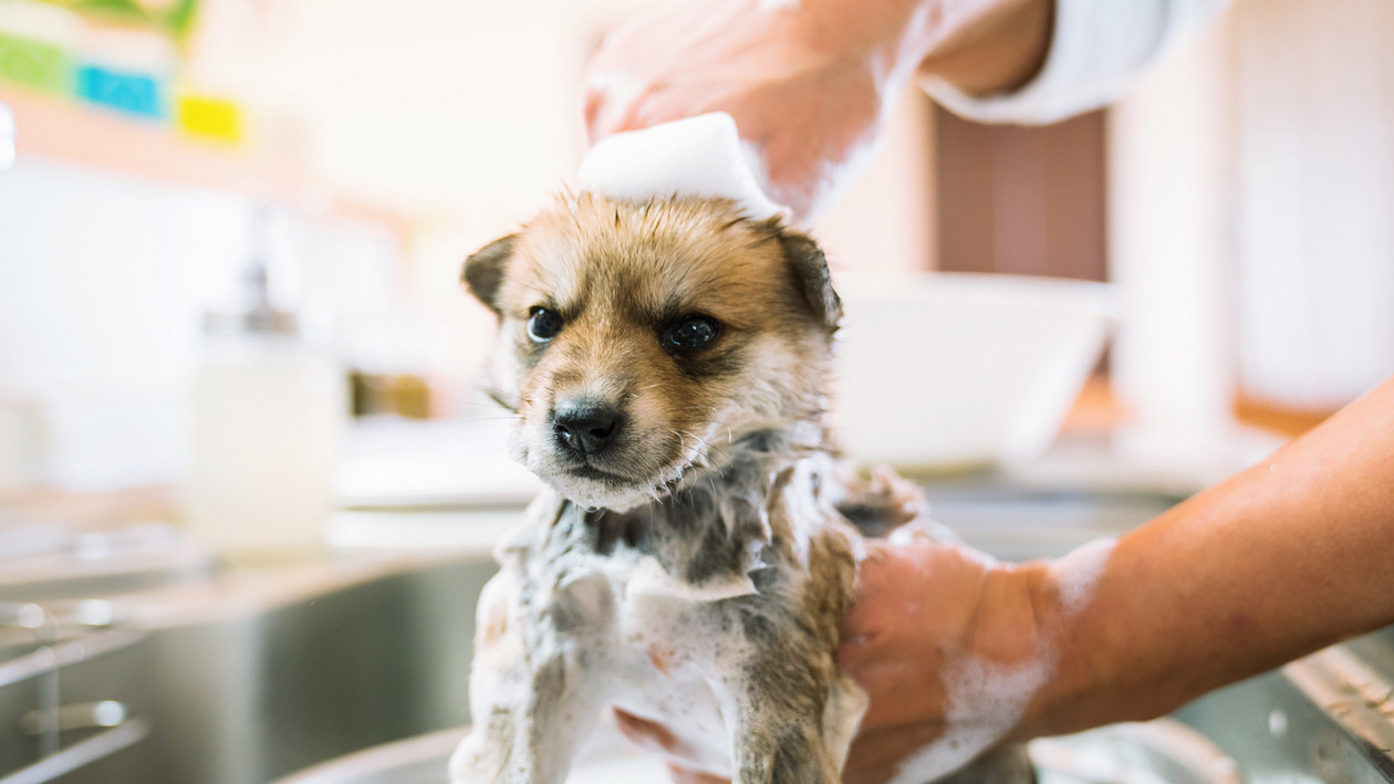 Wie oft den Hund baden? TopInfo für Hundehalter