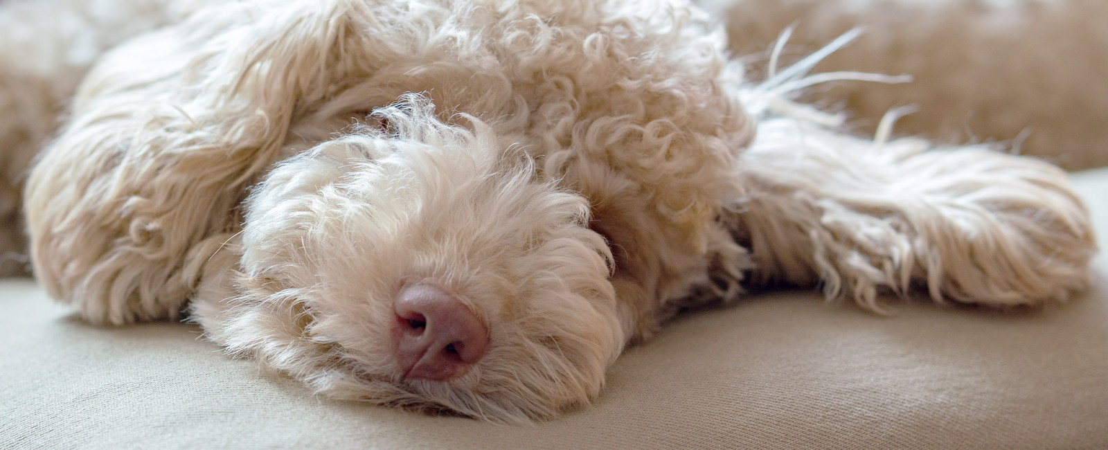Hund haart extrem Tipps für gestresste Hundefreunde