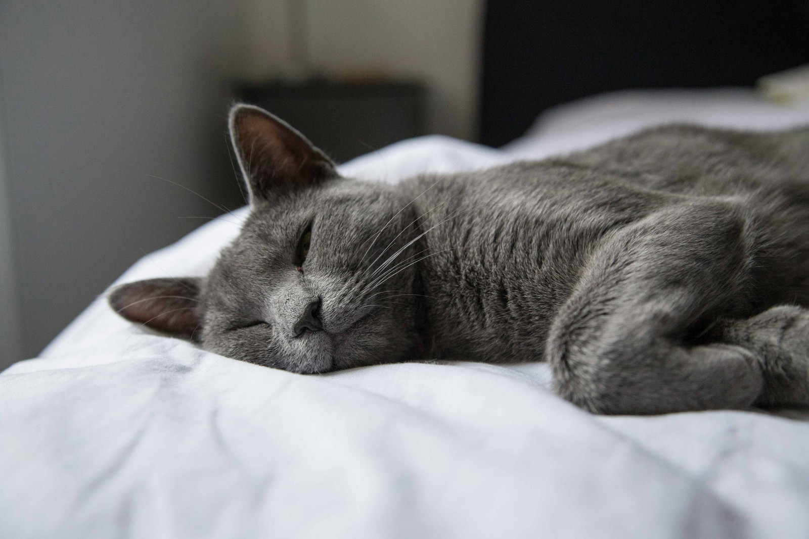 Chippen einer Katze schafft Sicherheit und Ruhe